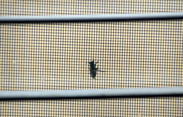 A Bee on the Window Screen stock photo