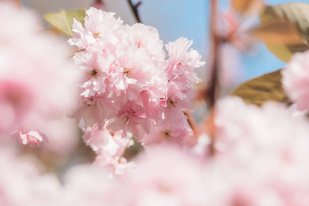 istock Pink Cherry Blossom with blue sky 1393003058