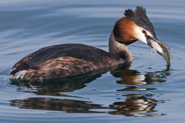 a great crested grebe eating a great crested grebe eating great crested grebe stock pictures, royalty-free photos & images