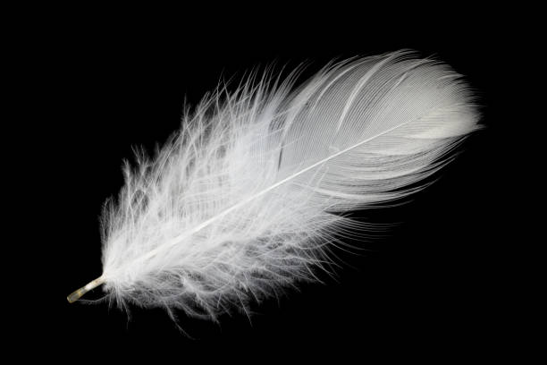 istock white feather of a goose on a black background 1393004371
