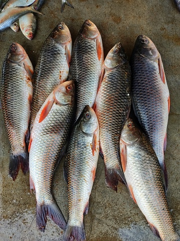 lots of rohu fish labeo rohita fish arranged in line in indian fish market rui fish sale in asia