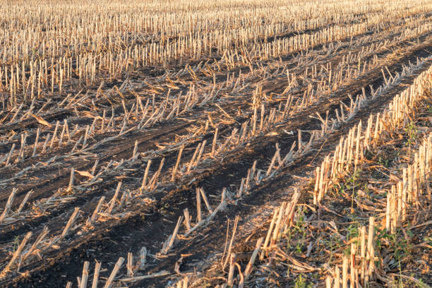 Harvested maize during golden hour with the rows of cut stubble stock photo