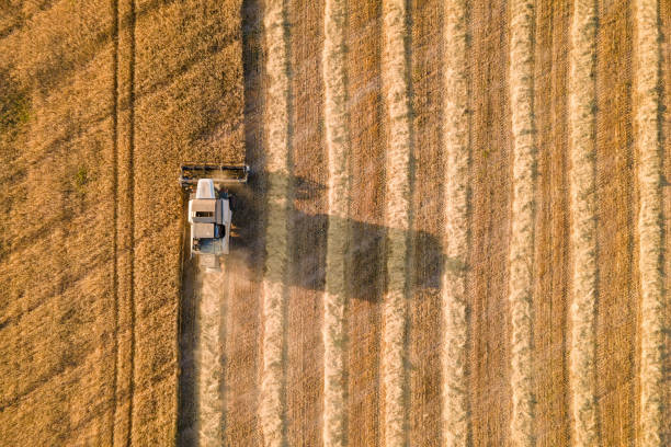 Harvester machine working in wheat field stock photo