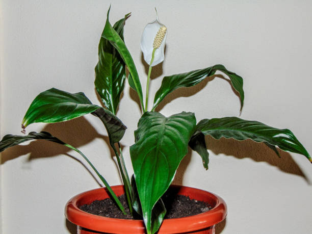 istock Flowering peace lily (Spathiphyllum wallisii) in the pot 1393006897