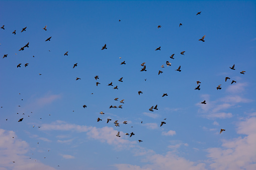 A flock of black doves flies in the blue sky with sunset clouds
