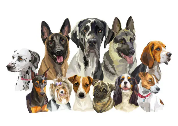 Vector illustration of Realistic dogs of different breeds vector isolated illustration