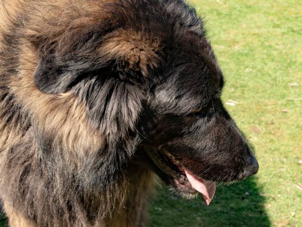 istock Male Portuguese Mountain Dog: Side View. 1393008066