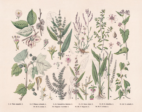 Deciduous trees and magnoliids: 1-4) Field elm (Ulmus minor, or Ulmus campestris); 5-7) American sycamore (Platanus occidentalis); 8-10) Hornwort (Ceratophyllum demersum); 11-13) Curly dock (Rumex crispus); 14-20) Bitter dock (Rumex obtusifolius); 21-24) Red sorrel (Rumex acetosella). Hand-colored wood engraving, published in 1887.