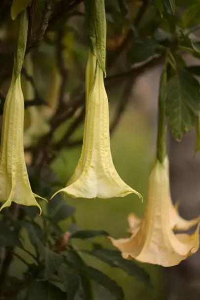 Photo of Large heave flowers of Brugmansia, Angel trumpet