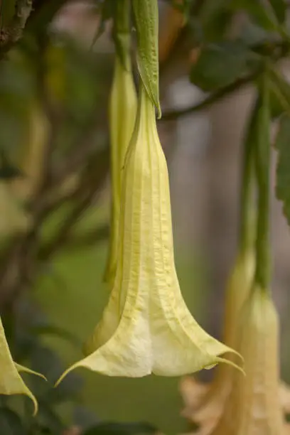 Photo of Large heave flowers of Brugmansia, Angel trumpet