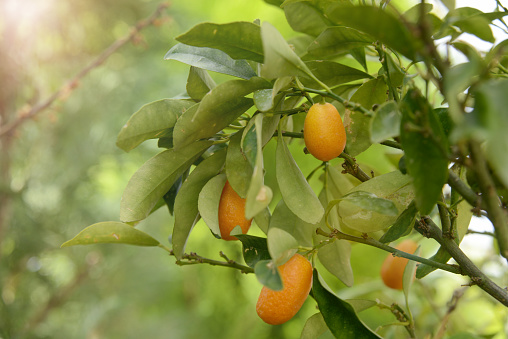 Fresh kumquats on tree branch.