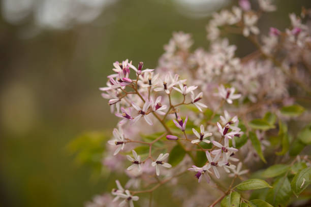 istock Melia azedarach, chinaberry tree pale lilac flowers 1393010691