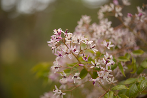 Melia azedarach, chinaberry tree pale lilac flowers macro background