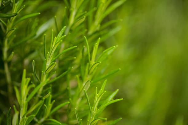 istock medicinal plant rosemary 1393010985