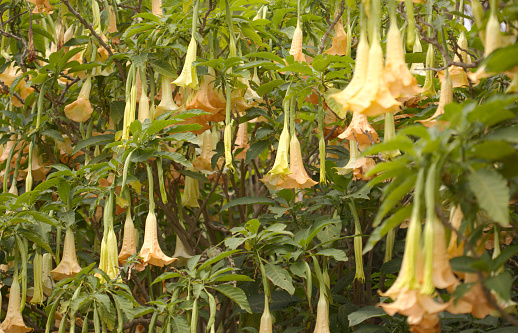 Large heave flowers of Brugmansia, Angel trumpet, natural macro floral background