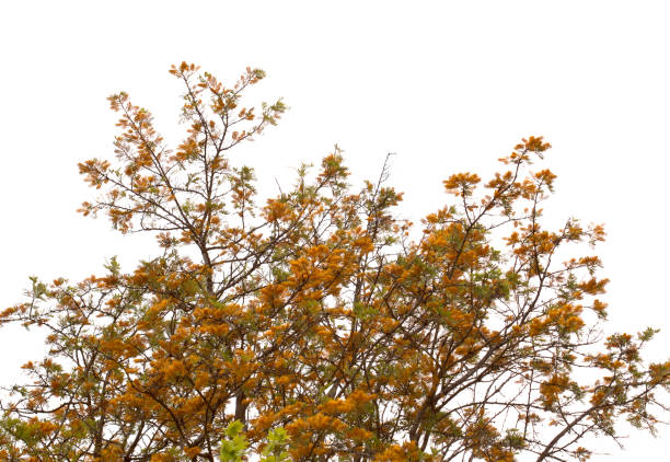 Grevillea robusta, commonly known as the southern silky oak, isolated on white background