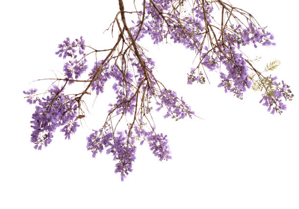 Flowers of blue jacaranda, Jacaranda mimosifolia, isolated on white