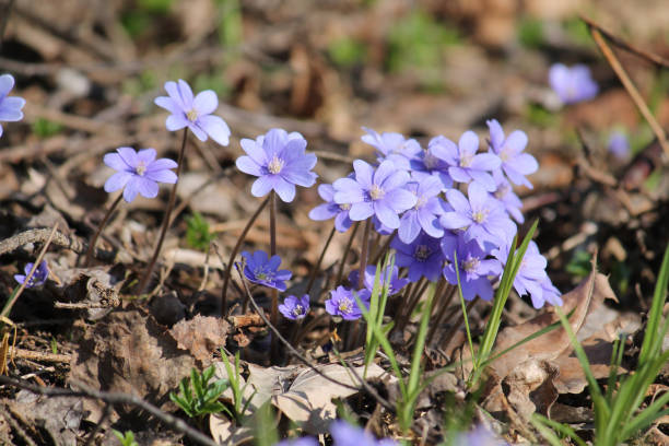 istock Flowering common hepatica or liverwort (Hepatica nobilis) plants in forest. April, Belarus 1393011916
