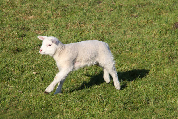 istock Sheep with lambs on a meadow on the Zuidplaspolder in Zevenhuizen 1393011969