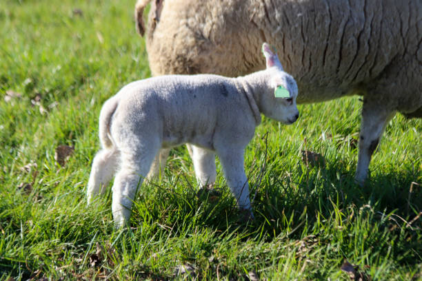 istock Sheep with lambs on a meadow on the Zuidplaspolder in Zevenhuizen 1393012008