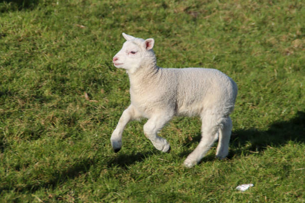 istock Sheep with lambs on a meadow on the Zuidplaspolder in Zevenhuizen 1393012029