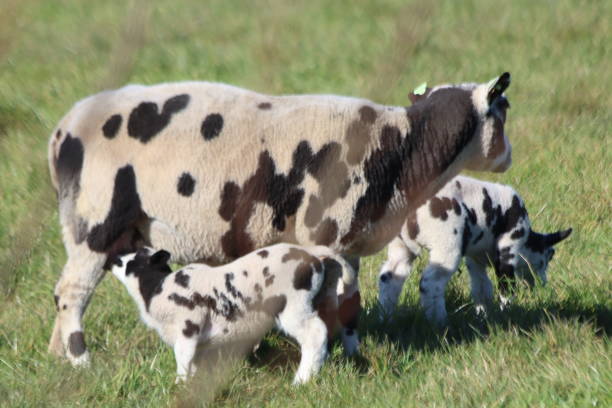 istock Sheep with lambs on a meadow on the Zuidplaspolder in Zevenhuizen 1393012042