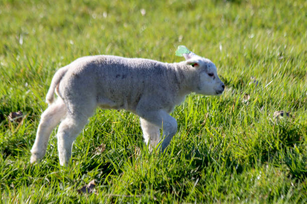 istock Sheep with lambs on a meadow on the Zuidplaspolder in Zevenhuizen 1393012101