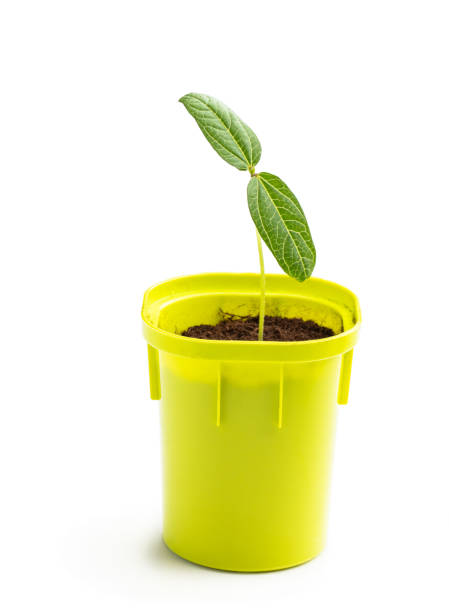 istock Young green sprout seedling in small plastic pot 1393012435