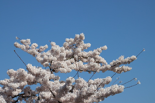White blossom flowers on the Prunus tree in Nieuwerkerk aan den IJssel in the Netherlands