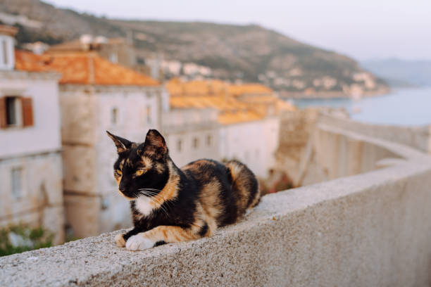 gato relajándose en la muralla del casco antiguo de dubrovnik - domestic cat city life animal pets fotografías e imágenes de stock