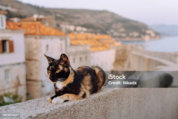 Cat Relaxing On The Wall Of Dubrovnik Old Town Stock Photo - Download Image Now - Dubrovnik, Ancient, Animal