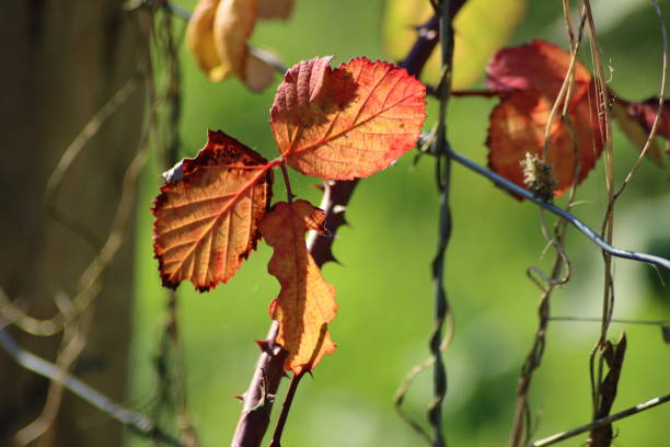 Red leaves illuminated by the sun during autumn in the forest in the Netherlands