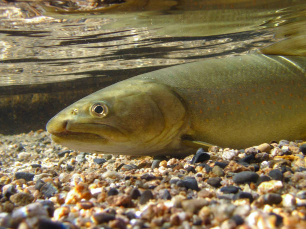 Free picture: bull, trout, fish, salvelinus, confluentus