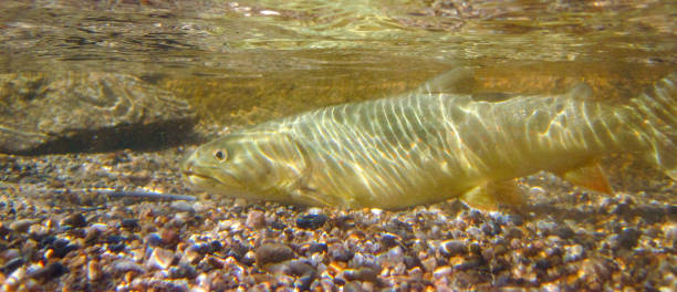 trucha toro salvaje y nativa en el río salmon, idaho - bull trout fotografías e imágenes de stock