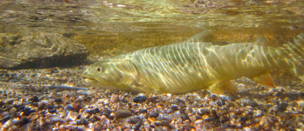 Wild and native bull trout in the Salmon River, Idaho Threatened species bull trout in the clear and cold upper Salmon River near Stanley, Idaho bull trout stock pictures, royalty-free photos & images