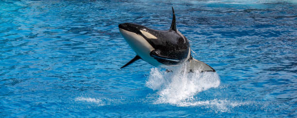 Orca whale jumping out of the ocean stock photo