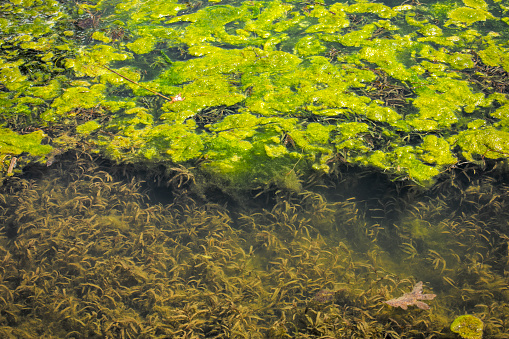 The textures of aquatic plan growth in an outdoor pond.