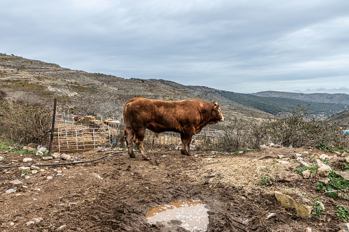 The red bull. The king of the mountain. It is found in the mountains of La Rioja, in the north of Spain. It is a large red bull, which guards its territory.