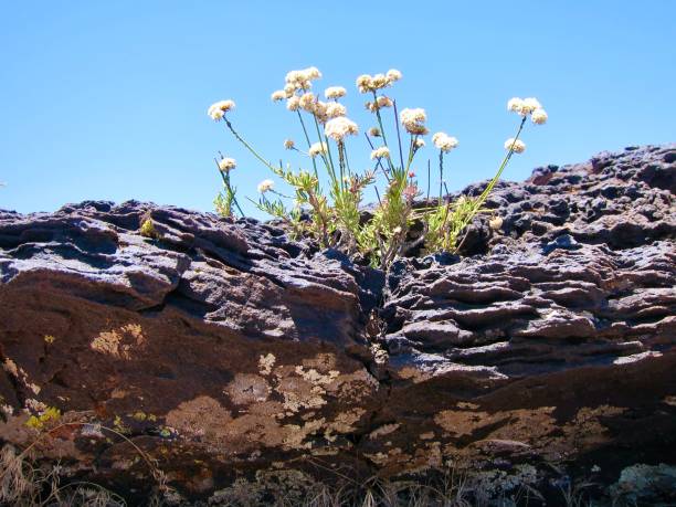 Surprised to find pretty sprigs of yarrow sprouting out of a hard rock lava ledge along the Hidden Pinyon trail in Snow Canyon State Park, Utah. May 2013.