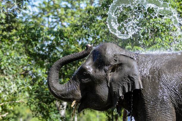 istock Sumatran elephant (Elephas maximus sumatranus) is playing in the water 1393021604