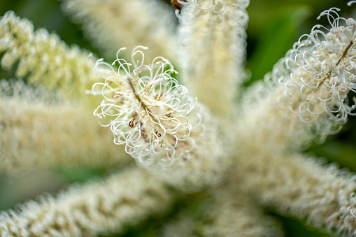 Closeup native white curl flowers, Ivory Curl Tree flowers, Buckinghamia Celsissima, background with copy space, full frame horizontal composition