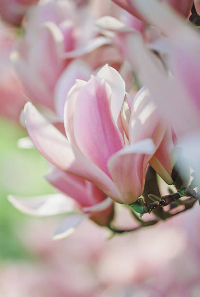 봄철에 공원에서 목련 꽃의 클로즈업. 자연스러운 흐릿한 배경. 얕은 피사계 심도. 필름 스타일 오래된 렌즈 - sweet magnolia tree blossom white 뉴스 사진 이미지