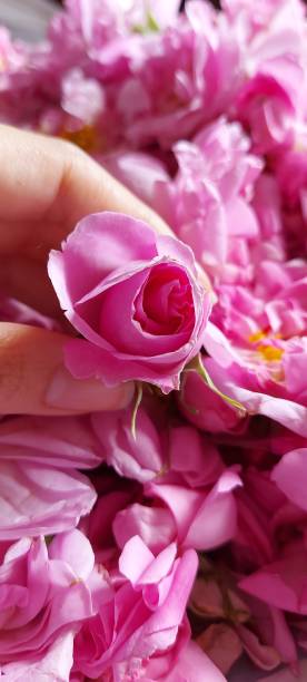istock Pink rose in hand 1393025089