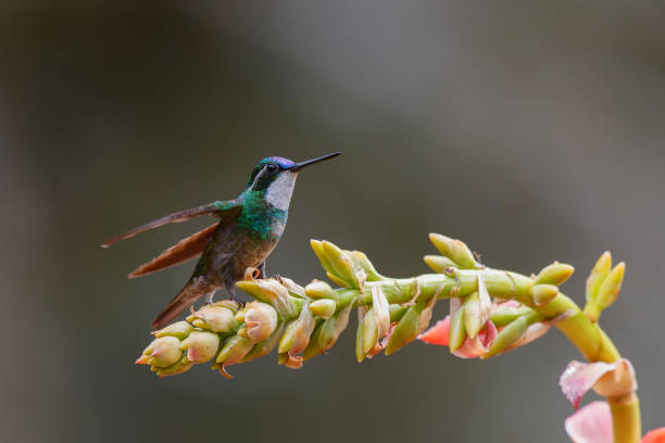 istock Hummingbird, White-throated Mountain-gem 1393025230