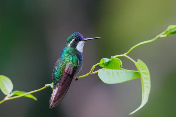 istock Hummingbird, White-throated Mountain-gem 1393025255