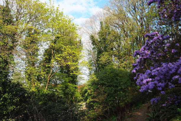 istock Stunning trees and purple rhododendron bush in German park 1393025497