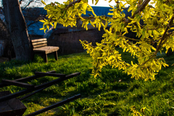 Forsythia bush plant with yellow blooming flowers in the garden on a nice evening during springtime