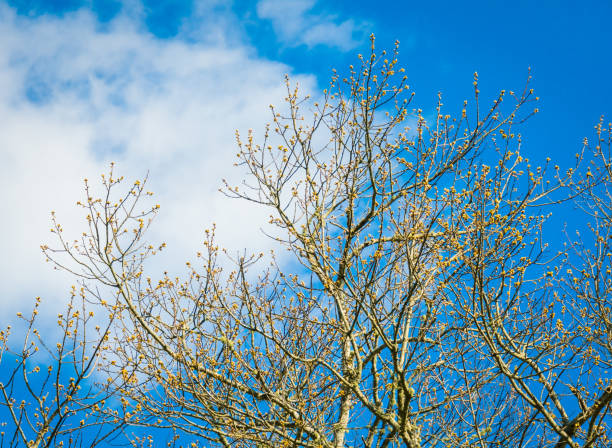 Onset Tree 290+ Onset Massachusetts Photos Stock Photos, Pictures & Royalty-Free ...