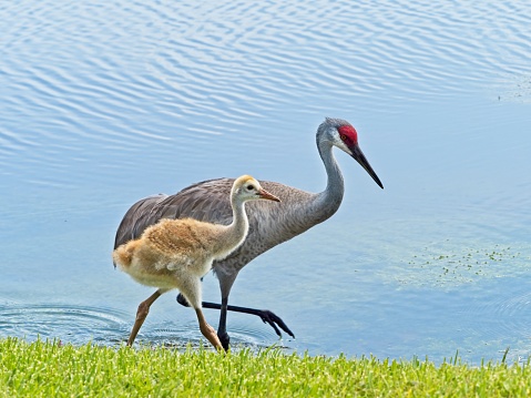 Wattled crane Liuwa Plains