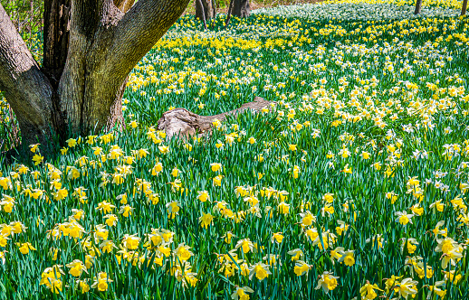 Thousands of daffodils bloom  among trees in a quiet glade in southeastern Massachusetts.